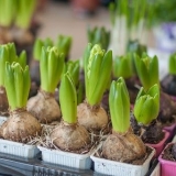 Kako razmnožavati zumbule kod kuće: od lukovica, lista